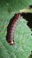 Noctuoidea
