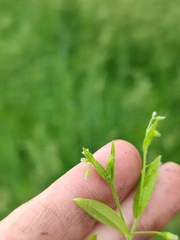 Myosotis sparsiflora