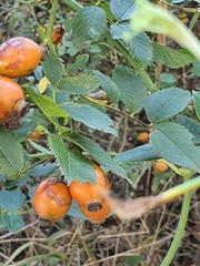 Rosa canina