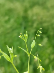 Myosotis sparsiflora