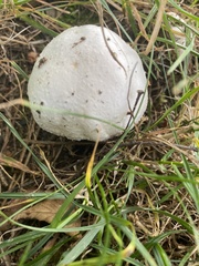 Agaricus bitorquis