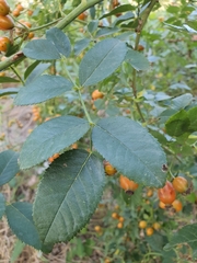 Rosa canina