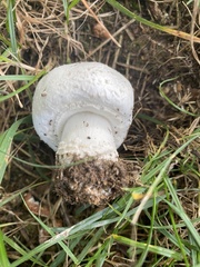 Agaricus bitorquis