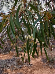 Eucalyptus gracilis