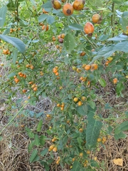 Rosa canina