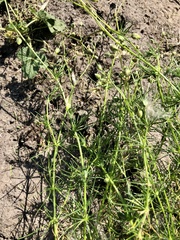 Spergula