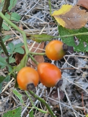 Rosa canina