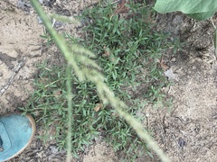 Panicum dichotomiflorum