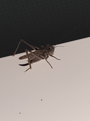 Platycleis albopunctata