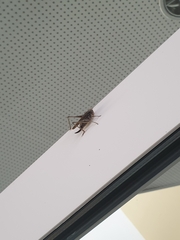 Platycleis albopunctata