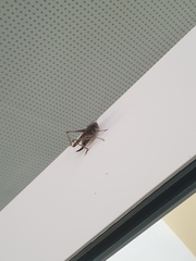 Platycleis albopunctata