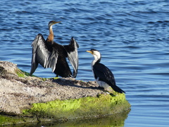 Anhinga novaehollandiae