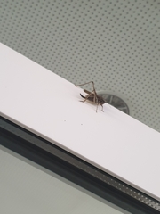 Platycleis albopunctata