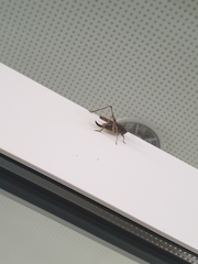 Platycleis albopunctata