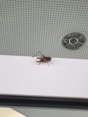 Platycleis albopunctata