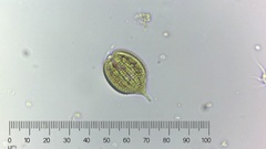 Phacus monilatus