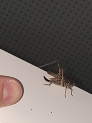 Platycleis albopunctata