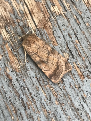 Six-striped Rustic