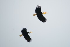 Rhyticeros undulatus