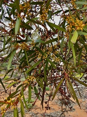 Eucalyptus oleosa oleosa