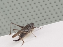 Platycleis albopunctata