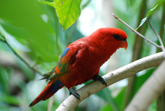 Psittaculidae
