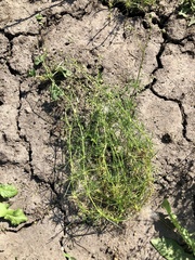 Spergula