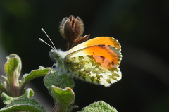 Anthocharis cardamines