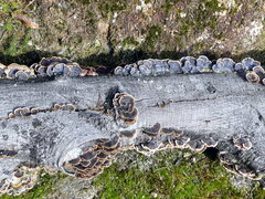 Trametes versicolor