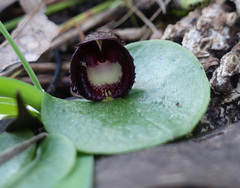Corybas incurvus