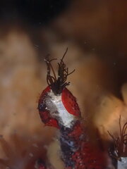Dodecaceria fewkesi