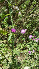 Carduus crispus
