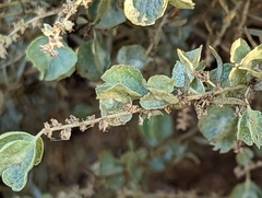 Atriplex