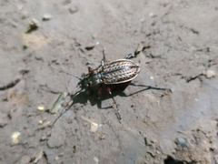 Carabus granulatus