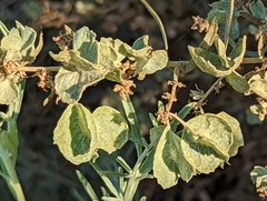 Atriplex