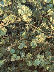 Atriplex