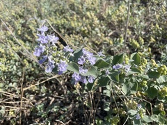Vitex rotundifolia