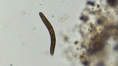 Lepocinclis fusca