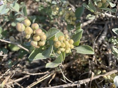 Vitex rotundifolia