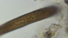 Lepocinclis fusca