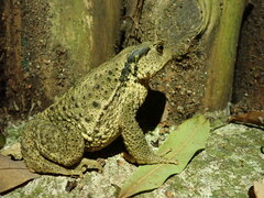 Bufo bankorensis