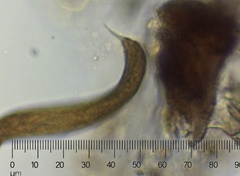 Lepocinclis fusca