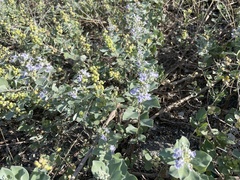 Vitex rotundifolia