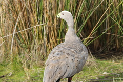 Cereopsis novaehollandiae