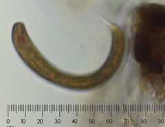 Lepocinclis fusca