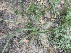 Panicum dichotomiflorum