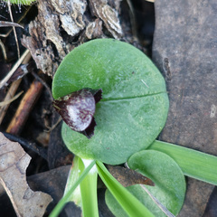 Corybas incurvus