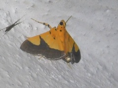 Endocrossis flavibasalis