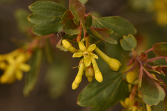 Ribes aureum aureum