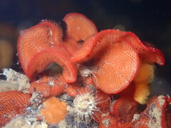 Watersipora subtorquata